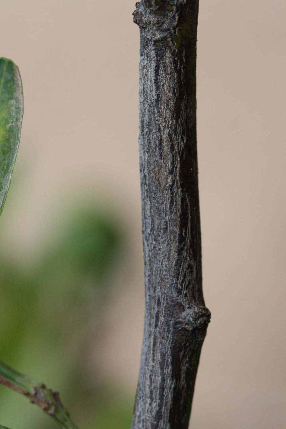              Second - third year twig (Riverside, CA)       